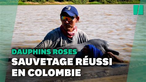 Deux Dauphins Roses Une Esp Ce Menac E Ont T Sauv S En Colombie