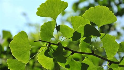 Ginkgo Biloba Para Que Serve Como Tomar E Riscos