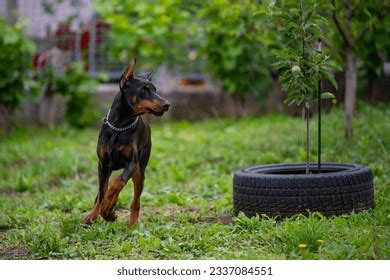 Son Los Dobermans Europeos Buenos Perros De Familia