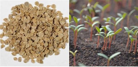 Tomato Seed Germination, Time Period, and Procedure | Agri Farming