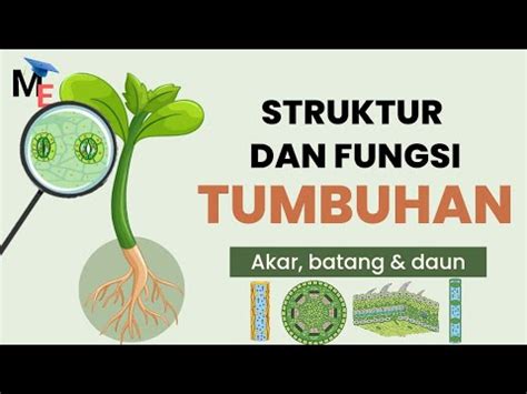 Struktur Dan Fungsi Tumbuhan Akar Batang Daun Biologi YouTube