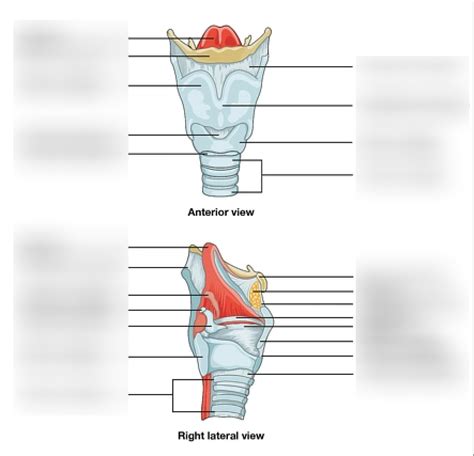 Diagram Of Larynx Quizlet