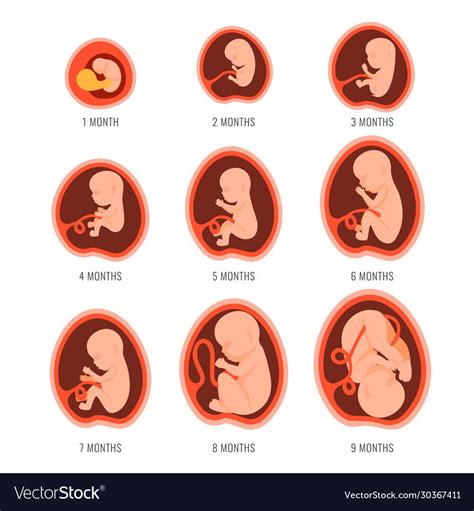 Fetus Size Pregnancy Gender Prediction Fetus Development Cycle