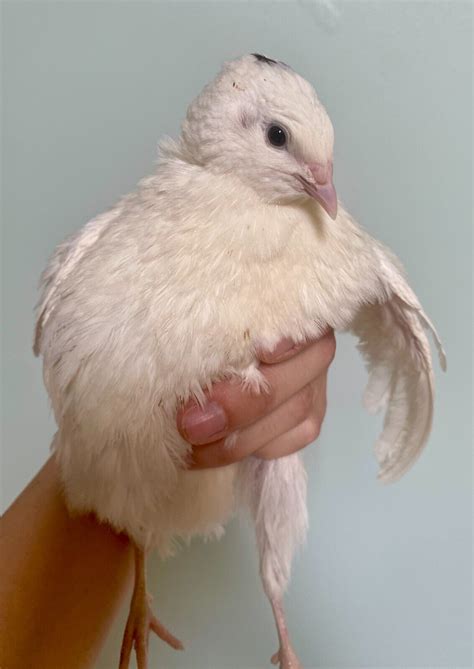 36 Celadon True Blue Jumbo Gold And Brown Mix Coturnix Quail Hatching Eggs Blog Utem