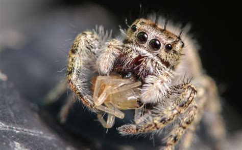 What Eats Spiders Our Guide To Natural Spider Prevention