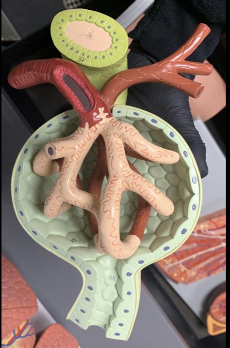 Glomerulus Diagram Quizlet