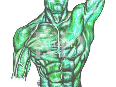 Surface Anatomy Of Front Vibrant Colors Digital Hand Drawn Art IPad