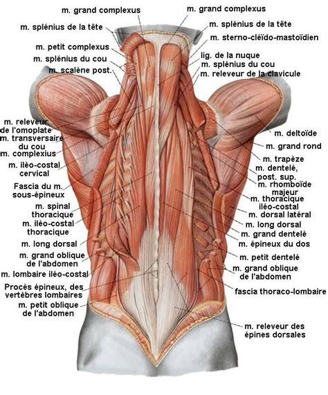 Anatomie Du Muscle Lombaire