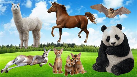 Hewan Lucu Dan Suaranya Kucing Alpaca Kuda Panda Kangguru