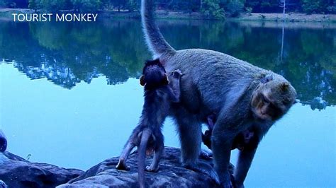 Wow What Newborn Monkey Gino Doing With Mom Leyla Super Cute Baby Gino