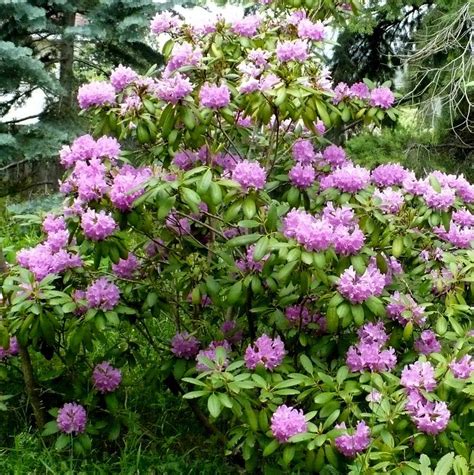 rhododendron english roseum plant profile sylvan gardens landscape
