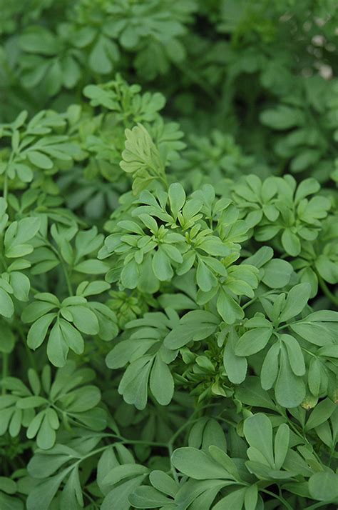 Common Rue (Ruta graveolens) in Long Island Westbury Nassau County ...