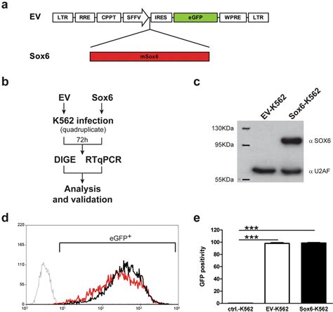 A Schematic Representation Of The Lentiviral Vector Used In This