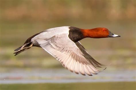 50 Small Brown Birds To Brighten Your Day