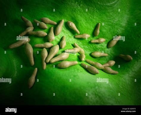 Clostridium bacteria hi-res stock photography and images - Alamy