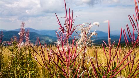 Free Images Nature Plant Sky Field Meadow Prairie Sunlight