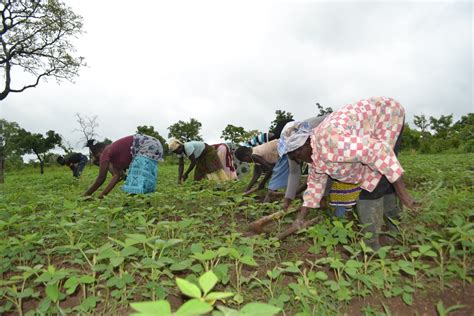 Ghana’s Declining Agricultural Sector Business Day Ghana