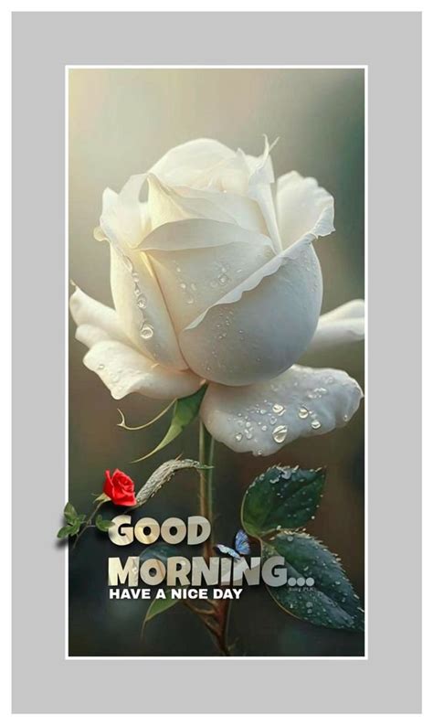 White Flower Good Morning Photos Good Morning Images Good Morning