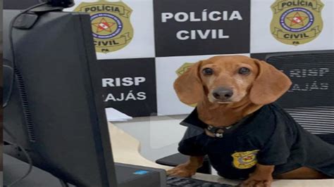 Cãofluencer Mascote Da Polícia Militar Do Pará Acumula Mais De 1 M De