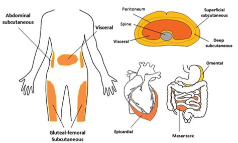 White Adipose Tissue Depots In Humans Shown In Orange Major