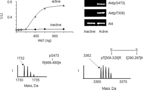 Interdomain Conformational Changes In Akt Activation Revealed By