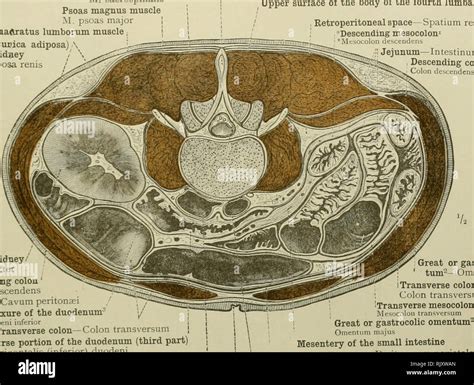 Ein Atlas Der Menschlichen Anatomie F R Studenten Und Rzte Anatomie