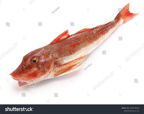 Spiny Red Gurnard Japan Called Houbou Stock Photo 2184779199 Shutterstock