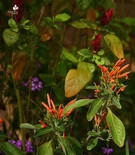 Mexican Honeysuckle Central Texas Gardener