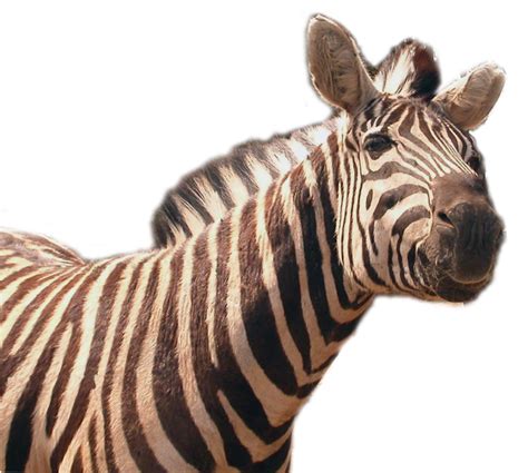 Zebra Png Zebra Safari Zebra Desenho Free Download Free Transparent