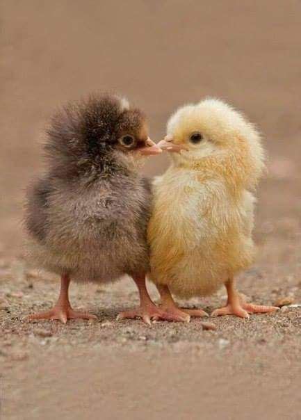 Imagen De Dos Pollitos Enamorados Baby Chicks Cute Chickens Baby