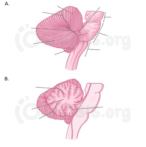 Anatomy of the cerebellum | Osmosis