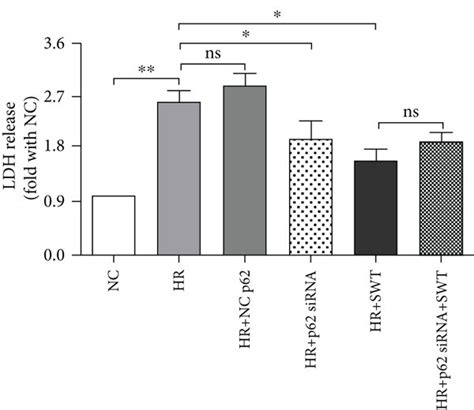 SiRNA Mediated Knockdown Of P62 SQSTM1 Attenuated Necroptosis During