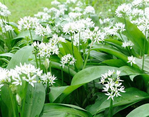 What Is Wild Garlic And How Is It Used