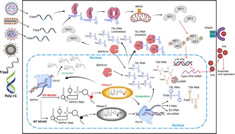 5 Methylcytosine M5C RNA Modification Controls The Innate Immune