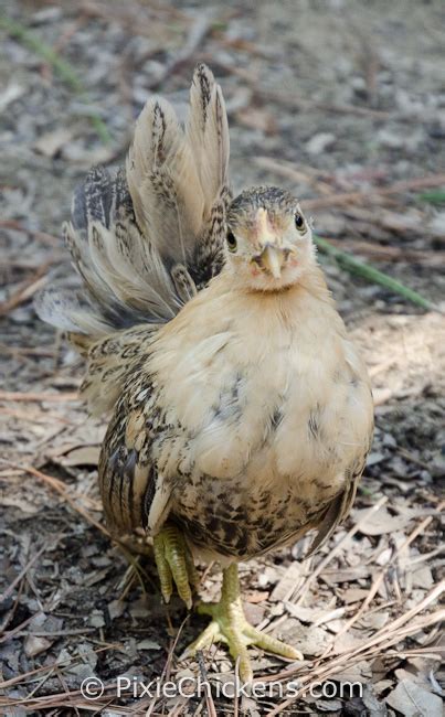 Butterscotch Smooth Serama Pullet Artofit