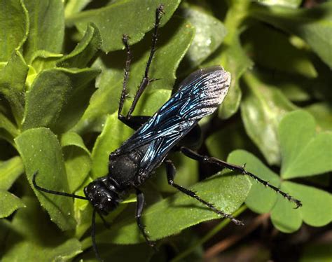 Black Wasp Sphex Pensylvanicus Bugguide