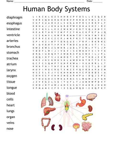 Human Body Systems Word Search Wordmint