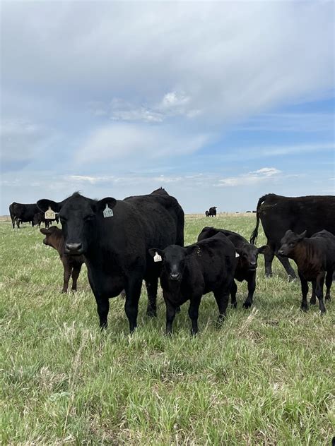 Black Angus Cows And Calves Lake Andes Wetland Management District