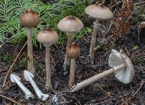 Macrolepiota mastoidea Sociedad Micológica Barakaldo