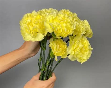 Yellow Carnation Meaning: A Deep Dive into Its Symbolism - Xu Farm