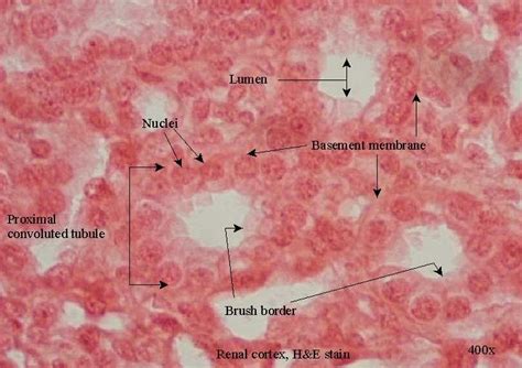 Simple Cuboidal Epithelium Kidney