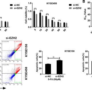 EZH2 Inhibits EC Cells Sensitivity To 5 FU A Transfection Of Si EZH2