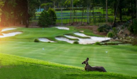 Brookwater Golf Club Queensland Australia Voyagesgolf