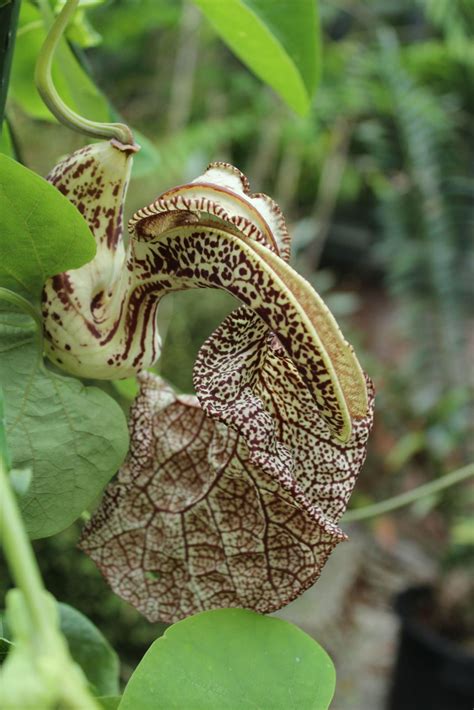 Aristolochia Labiata Var Brasiliensis Mottled Dutchmans Pipe