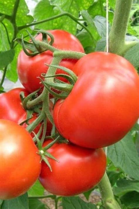 18 Of The Best Heirloom Tomato Varieties To Grow - Gardening Chores