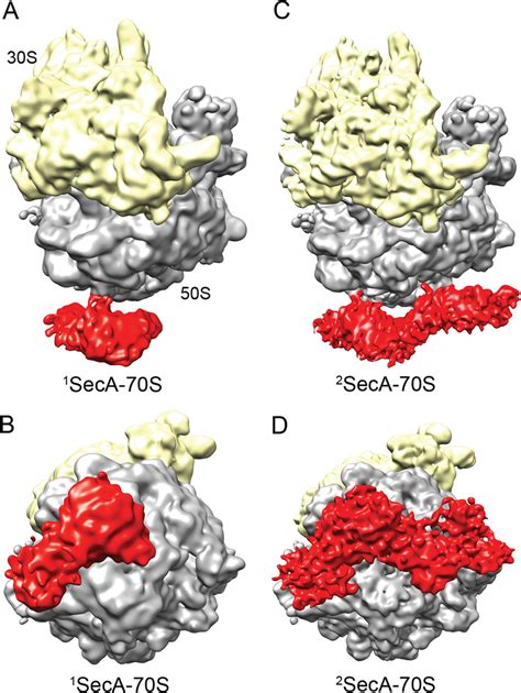 Cryo Em Reconstructions Of Seca Bound To The 70s Ribosome A Cryo Em Download Scientific