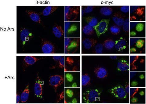 G3bp Induced Stress Granules Colocalize With Mrnas Hela Cells Were