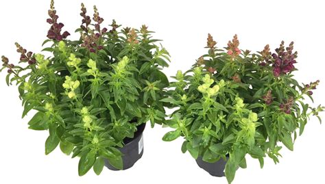 L Wenm Ulchen Trio Topf Ca Cm Antirrhinum Kaufen Bei Obi