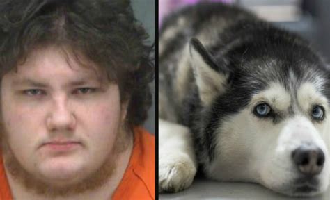 Hombre Se Disfraz De Husky Para Abusar Sexualmente De Un Perro