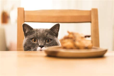 Cat Sitting Table Stock Photos Download 3800 Royalty Free Photos